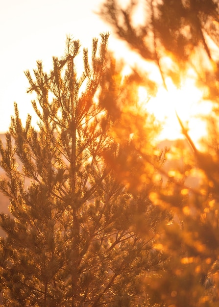 Foto gratuita hermosa vista de la luz del atardecer