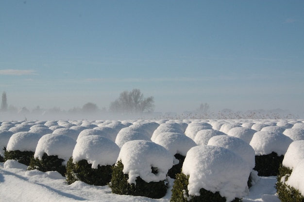 Hermosa vista del paisaje invernal con filas de arbustos cubiertos de nieve en Brabante, Países Bajos