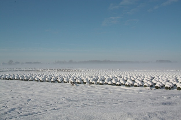 Hermosa vista del paisaje invernal con filas de arbustos cubiertos de nieve en Brabante, Países Bajos