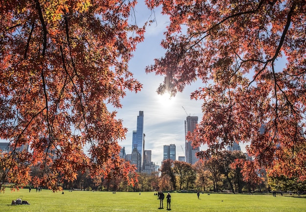 Hermosa vista de un parque y edificios altos detrás con ramas de árboles en primer plano