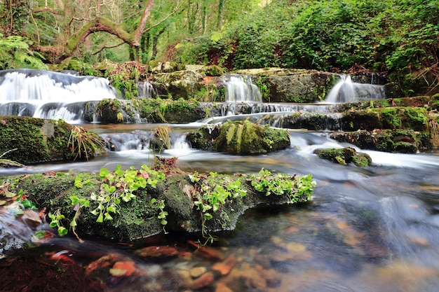 Hermosa vista de la pequeña cascada y grandes piedras cubiertas de plantas en la selva