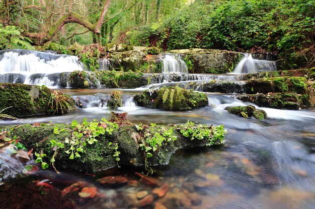 Hermosa vista de la pequeña cascada y grandes piedras cubiertas de plantas en la selva