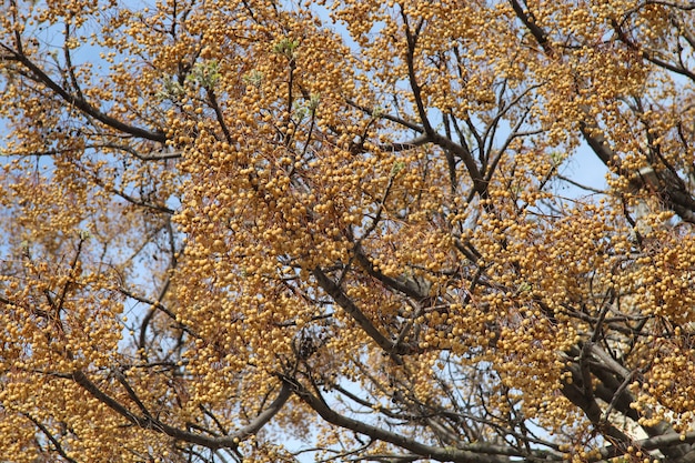 Hermosa vista de las pequeñas frutas naranjas en un gran árbol bajo el cielo azul