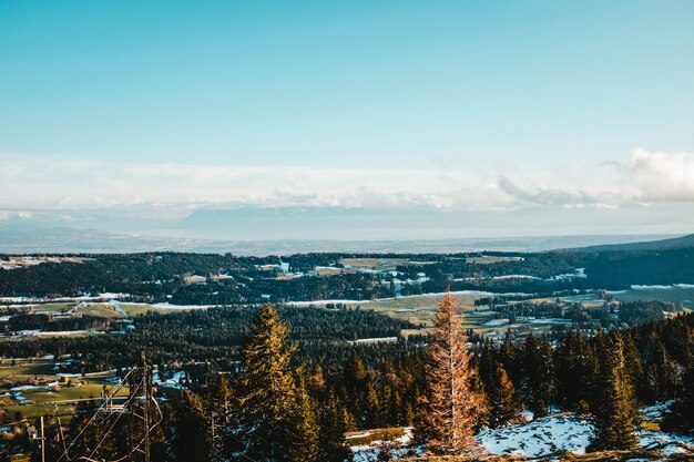 Hermosa vista de los pinos en una colina cubierta de nieve con el vasto campo