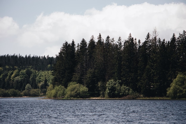 Hermosa vista de los pinos en la orilla de un lago tranquilo y silencioso bajo el cielo nublado