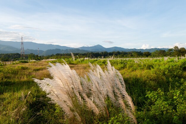 Hermosa vista de las plantas que crecen en el prado con montañas al fondo