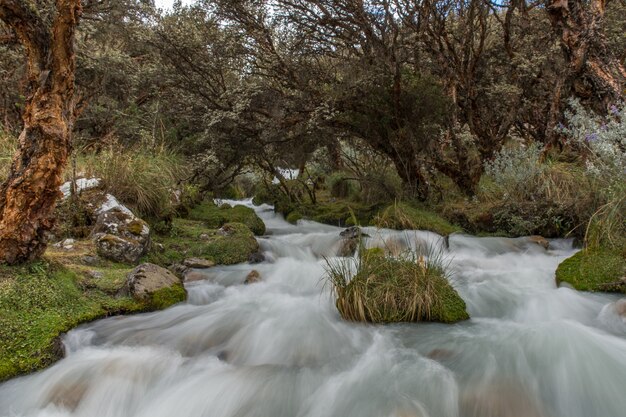 Hermosa vista del río que fluye a través de árboles y plantas.