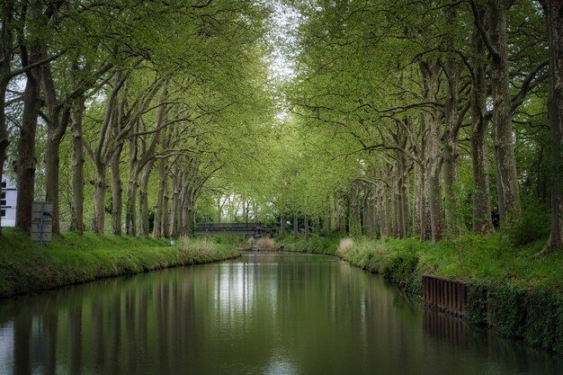 Hermosa vista de un río rodeado de árboles altos