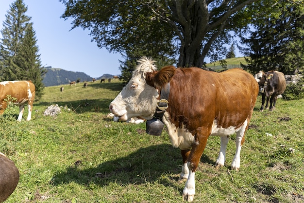Hermosa vista de vacas pastando en la pradera