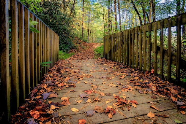 Hermosa vista de la vegetación y un puente en el bosque, perfecto para el fondo