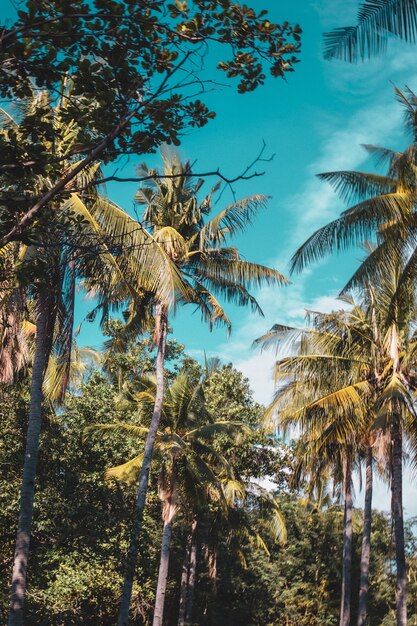 Hermosa vista vertical de palmeras y el cielo azul claro