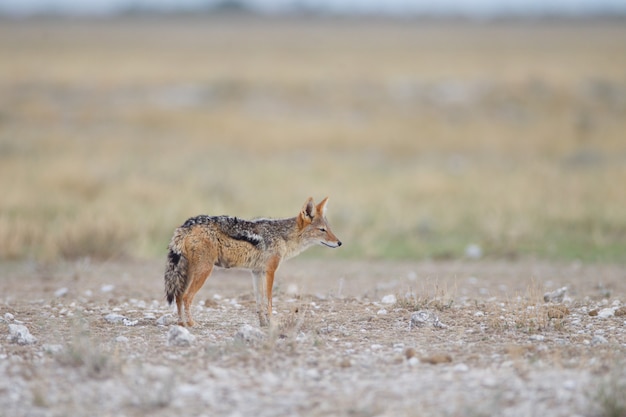 Foto gratuita hermosa vista de un zorro de arena en medio del desierto