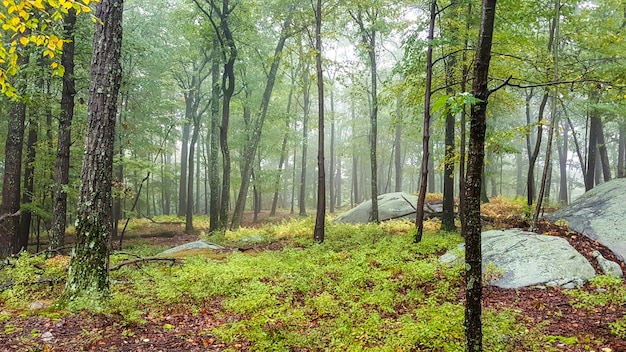 Hermosa zona en un bosque con árboles altos