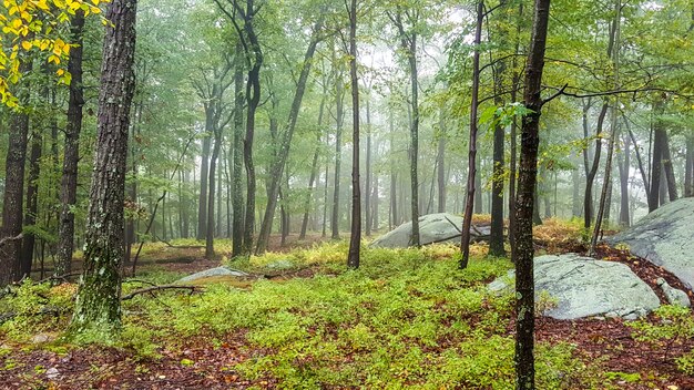 Hermosa zona en un bosque con árboles altos