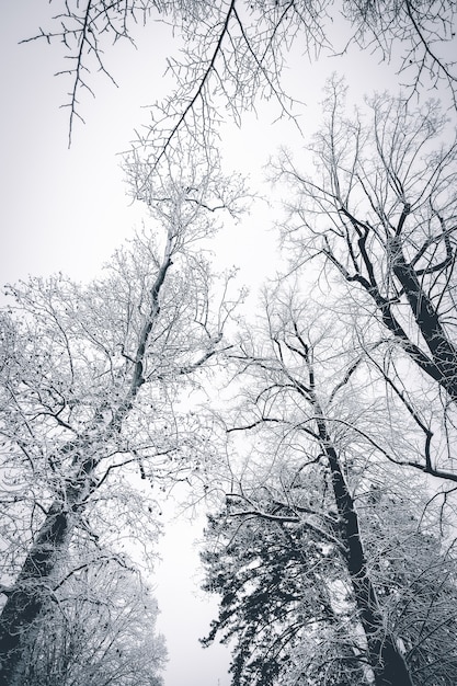 Una hermosa zona nevada en invierno con árboles desnudos cubiertos de nieve, creando un paisaje impresionante