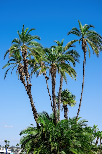 Hermosas y altas palmeras en San Diego