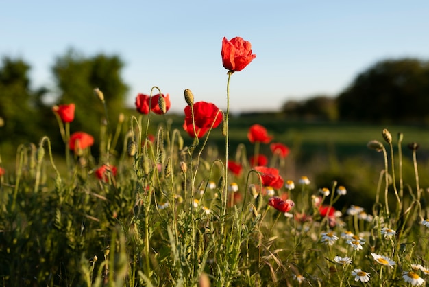 Foto gratuita hermosas amapolas en campo