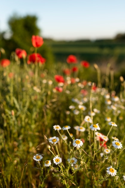 Hermosas amapolas en campo