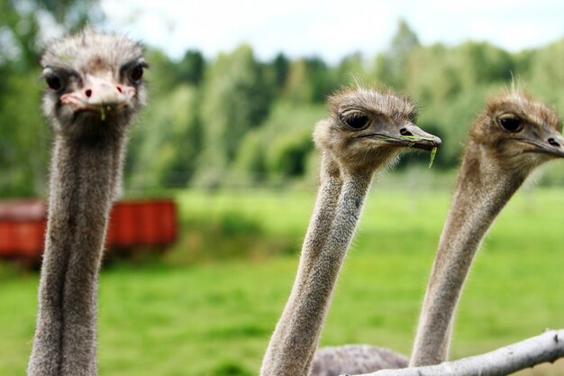 Hermosas avestruces