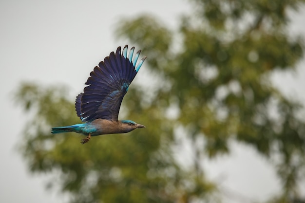 Hermosas y coloridas aves de Kaziranga en India Assam