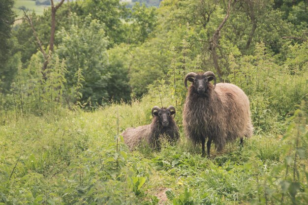 Hermosas dos ovejas con cuernos de pie en un campo verde