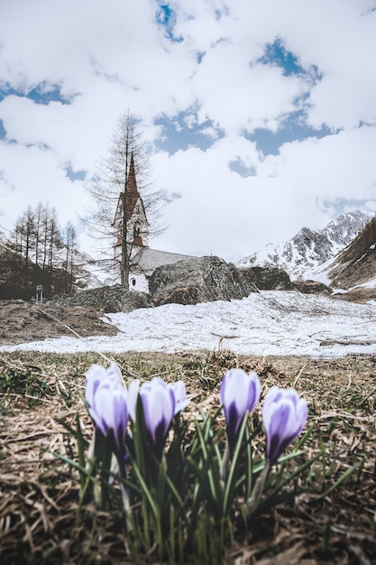 Foto gratuita hermosas florecillas moradas con un fondo de iglesia