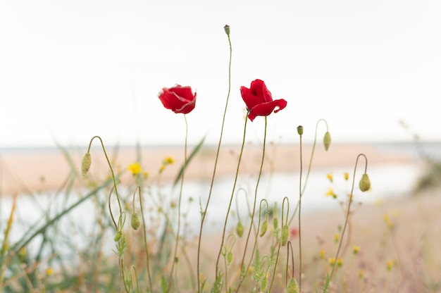 Hermosas flores al aire libre