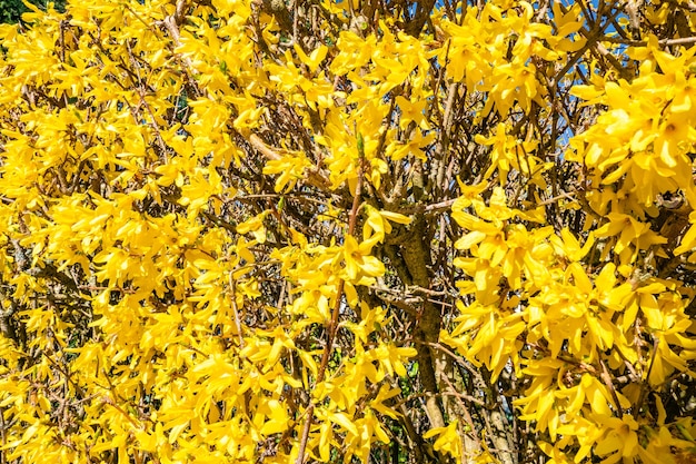 Hermosas flores amarillas en el árbol