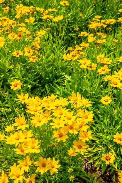 Hermosas flores amarillas de coreopsis con hojas de lanza florecidas