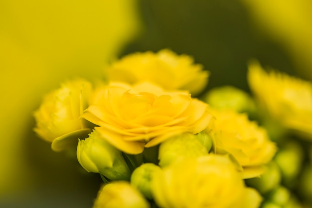 Hermosas flores amarillas frescas