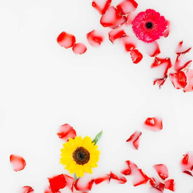 Hermosas flores amarillas y rojas con pétalos flotando en el agua