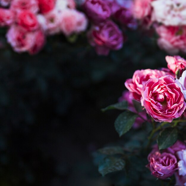 Hermosas flores en el arbusto