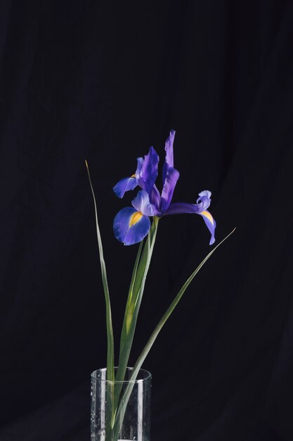 Hermosas flores azules frescas en florero