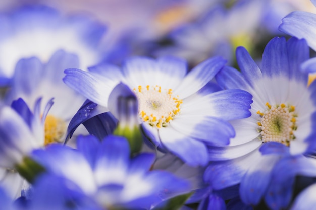 Hermosas flores azules frescas