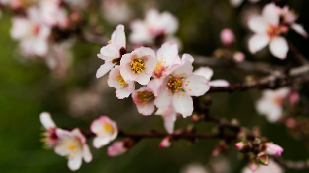 Hermosas flores blancas al aire libre