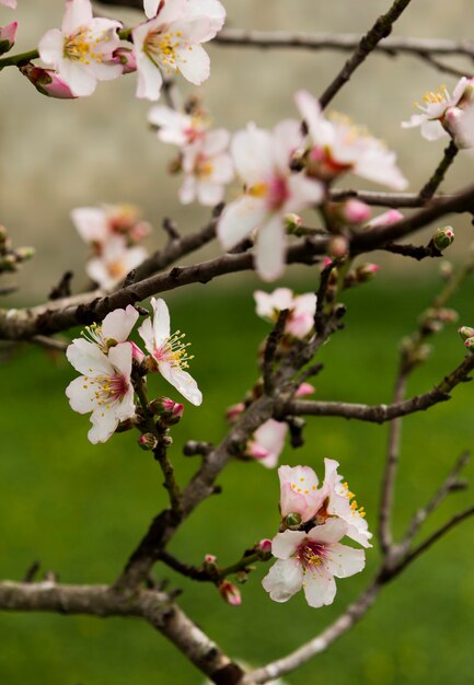 Hermosas flores blancas en un árbol