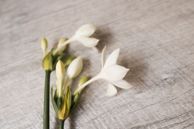 Hermosas flores blancas en flor en fondo de madera con textura
