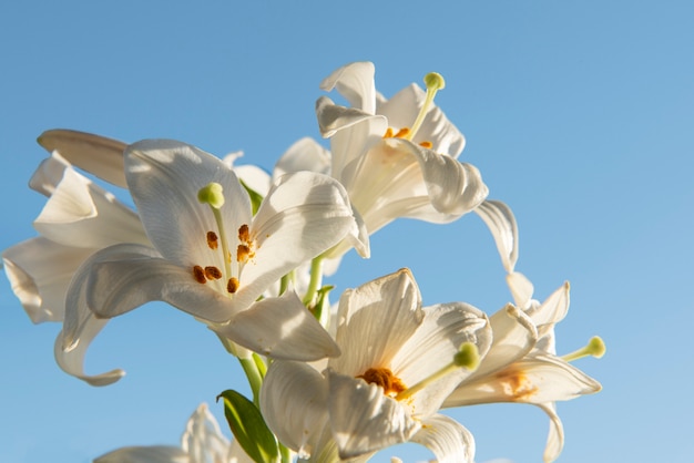 Hermosas flores blancas con fondo azul.