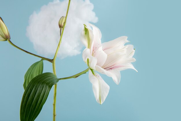 Hermosas flores blancas con fondo azul.