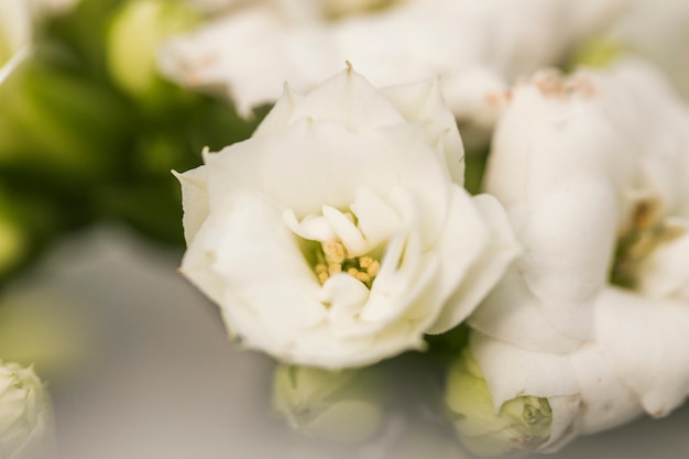 Hermosas flores blancas frescas