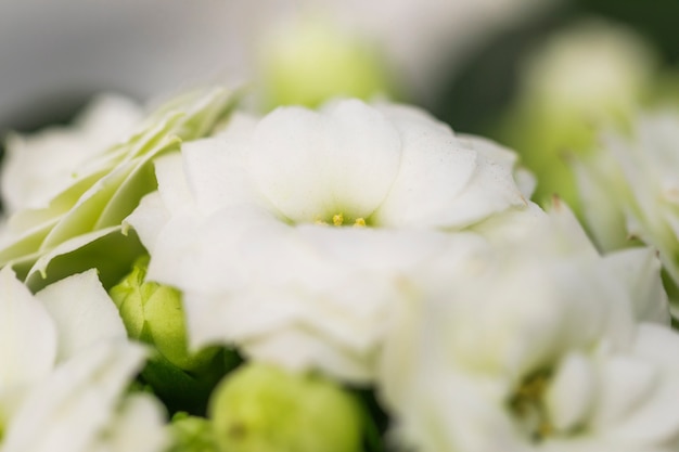 Hermosas flores blancas frescas