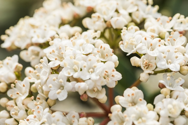 Hermosas flores blancas frescas