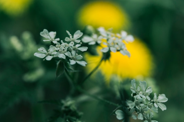 Hermosas flores blancas que florecen en archivado