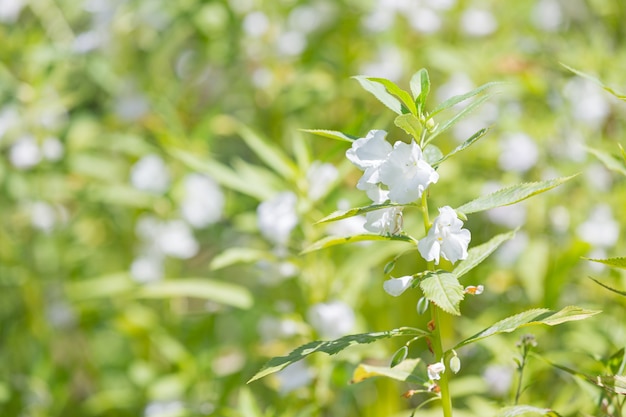 Hermosas flores blancas que florecen en la naturaleza