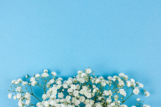 Hermosas flores blancas de la respiración del bebé dispuestas sobre fondo azul