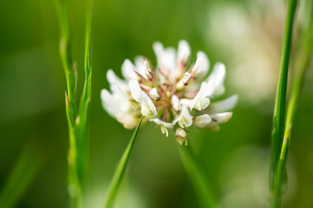 Hermosas flores borrosas en la naturaleza