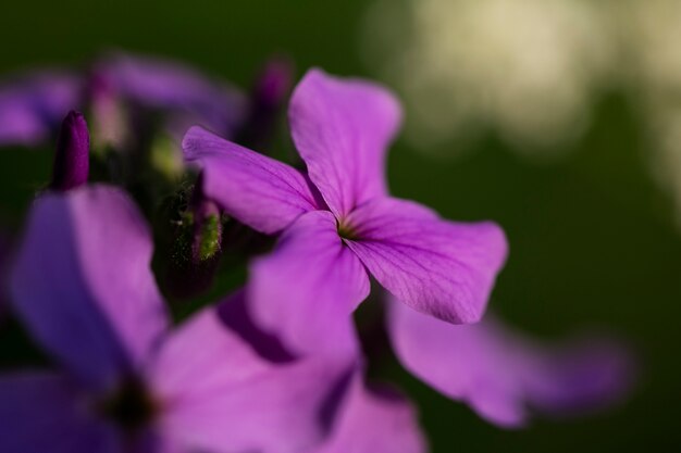 Hermosas flores borrosas en la naturaleza