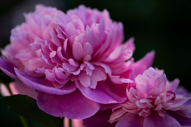 Hermosas flores borrosas en la naturaleza