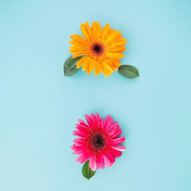 Hermosas flores brillantes en azul