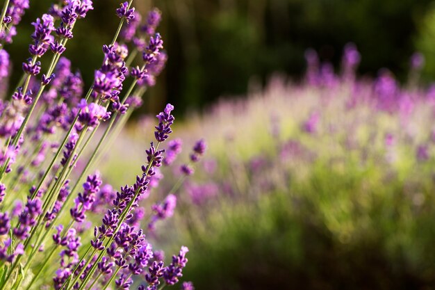 Hermosas flores campo de lavanda borrosa